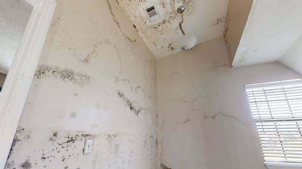 Best Mold Prevention Services  in Sacramento, CA