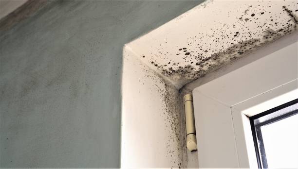 Best Commercial Mold Inspection  in Sacramento, CA