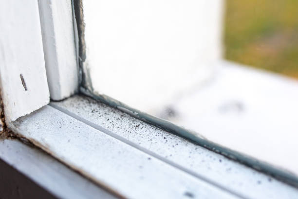 Professional Mold Removal in Sacramento, CA
