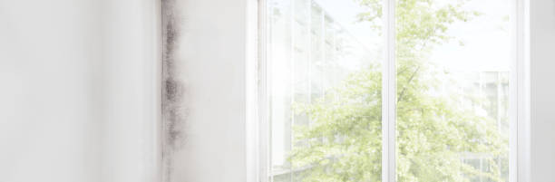 Forensic Mold Investigation in Sacramento, CA
