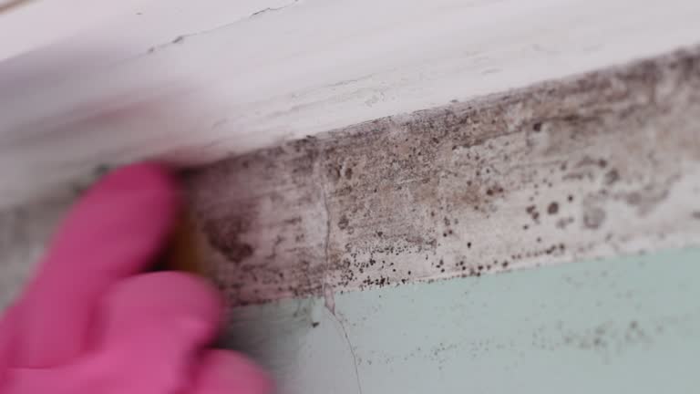 Best Biohazard Mold Removal  in Sacramento, CA